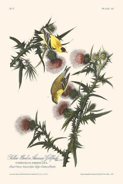 Amerikanischer Stieglitz von John James Audubon, 1827