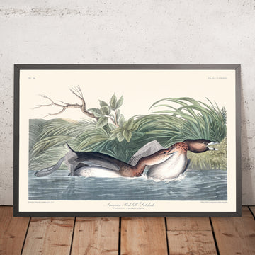 Pied-billed americano di John James Audubon, 1827 