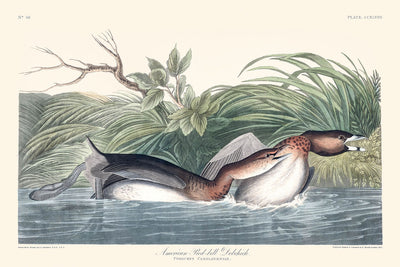 American Pied-billed by John James Audubon, 1827