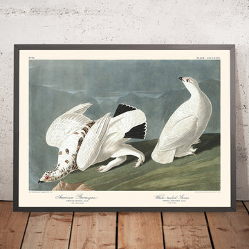Ptarmigan americano e Fagiano dalla coda bianca di John James Audubon, 1827 