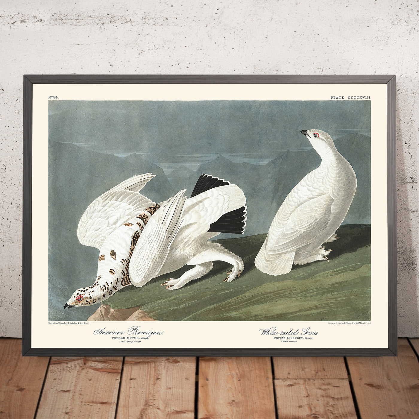 American Ptarmigan and White-tailed Grouse by John James Audubon, 1827