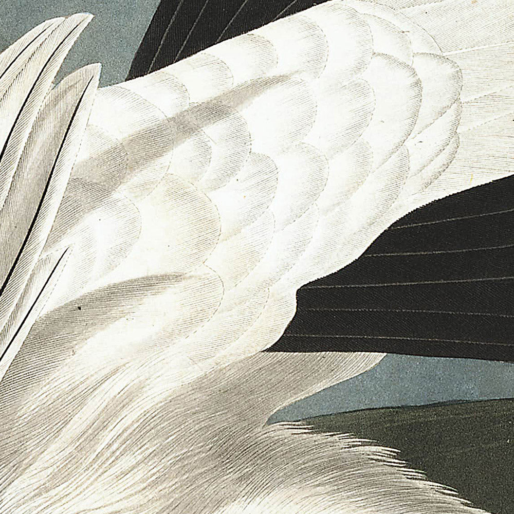 Lagopède d'Amérique et tétras à queue blanche par John James Audubon, 1827