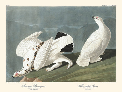 Perdiz nival americana y urogallo de cola blanca, de John James Audubon, 1827