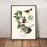 American Redstart di John James Audubon, 1827 