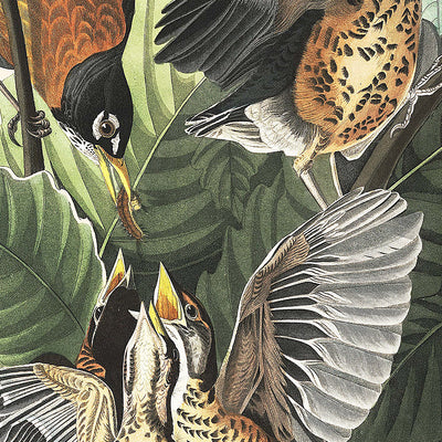 Amerikanischer Rotkehlchen von John James Audubon, 1827