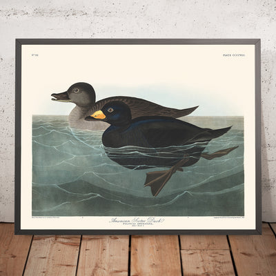 Pato negro americano, de John James Audubon, 1827