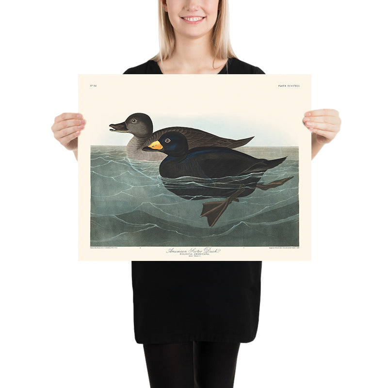 Anatra Scoter Americana di John James Audubon, 1827 