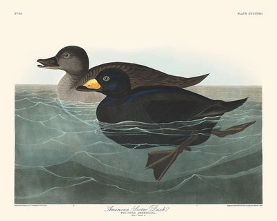 Pato negro americano, de John James Audubon, 1827