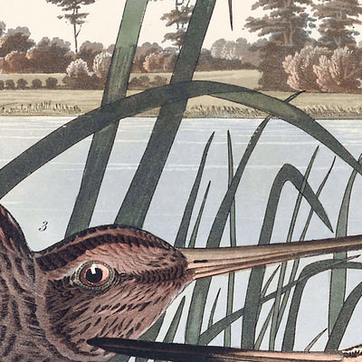 Amerikanische Bekassine von John James Audubon, 1827