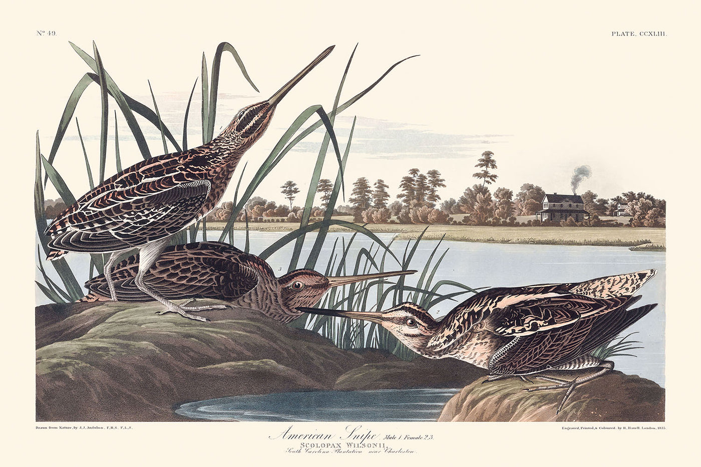 Agachadiza americana, de John James Audubon, 1827