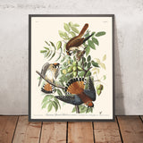Falco della Virginia di John James Audubon, 1827 