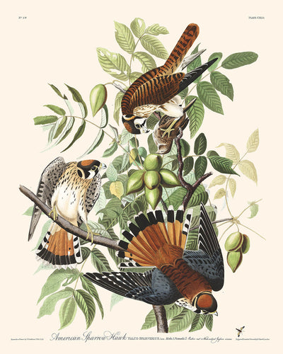 American Sparrow Hawk by John James Audubon, 1827