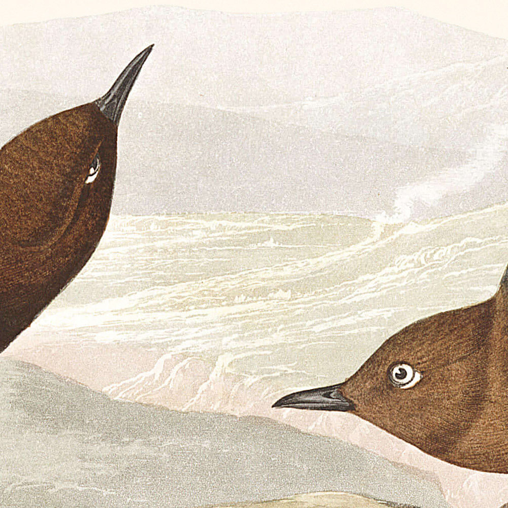 Mirlo acuático americano, de John James Audubon, 1827