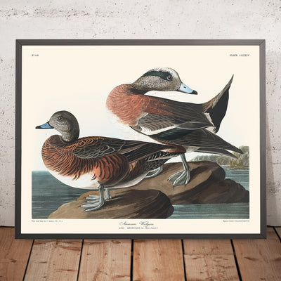 American Widgeon by John James Audubon, 1827