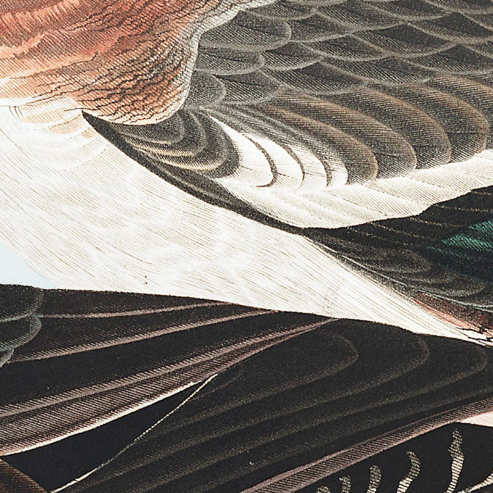 Amerikanische Pfeifente von John James Audubon, 1827