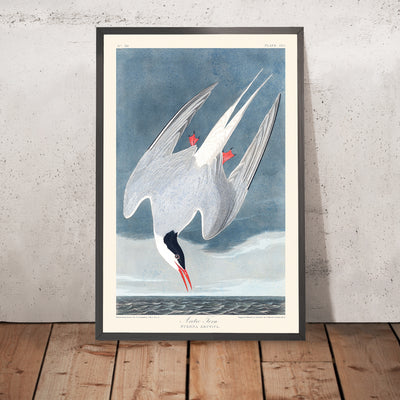 Arctic Tern by John James Audubon, 1827