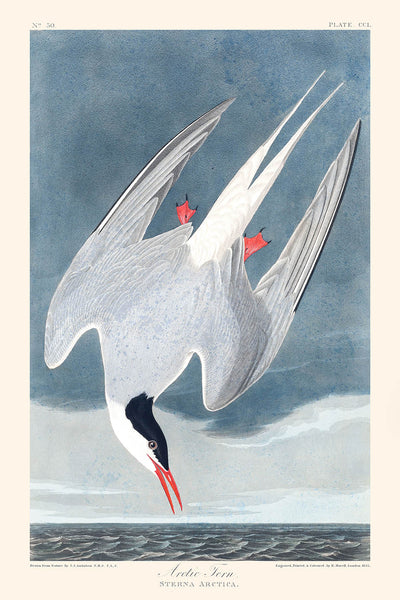 Sterne arctique de John James Audubon, 1827