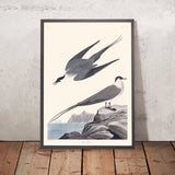 Arktischer Yager von John James Audubon, 1827 