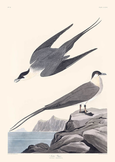 Le Yager arctique de John James Audubon, 1827