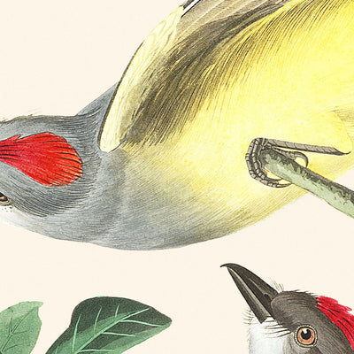 Papamoscas de Arkansas, papamoscas de cola de golondrina, dice papamoscas, de John James Audubon, 1827