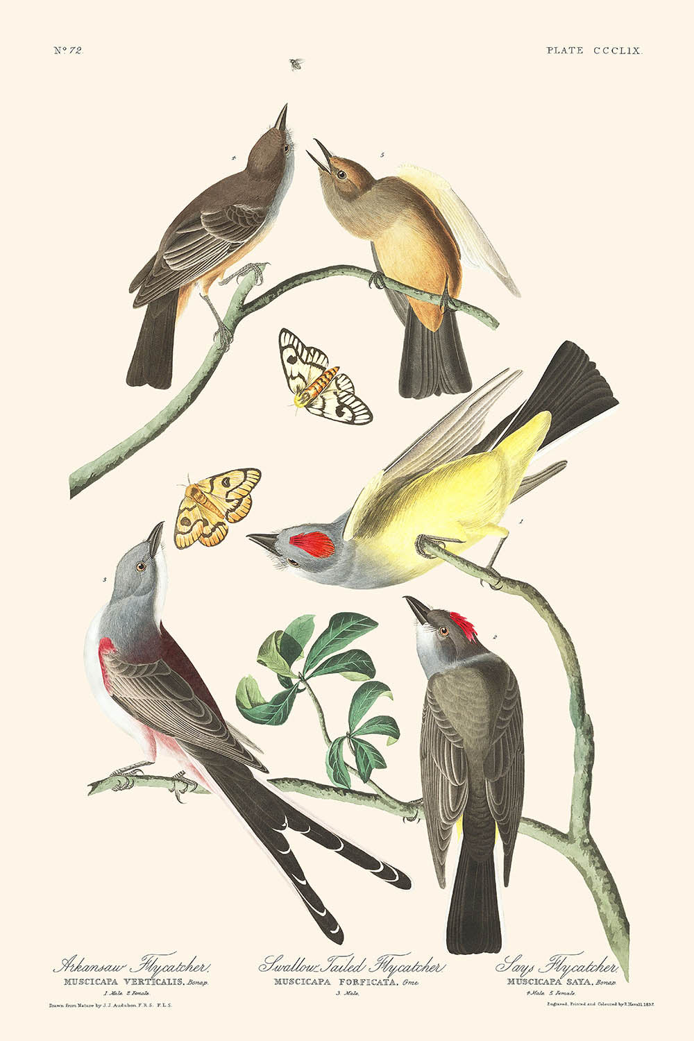 Arkansas-Fliegenschnäpper, Schwalbenschwanz-Fliegenschnäpper, sagt Fliegenschnäpper von John James Audubon, 1827