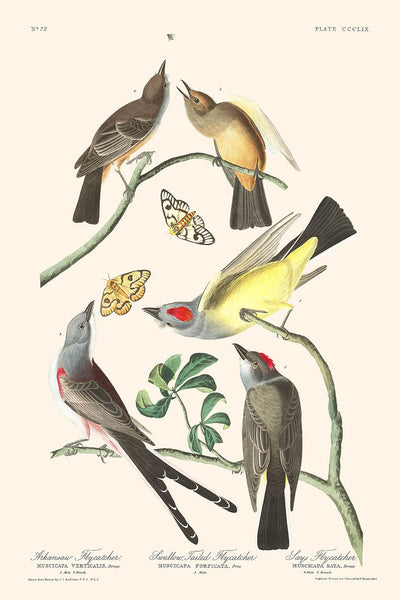 Papamoscas de Arkansas, papamoscas de cola de golondrina, dice papamoscas, de John James Audubon, 1827