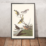 Siskin de Arkansaw, Polla roja mealy, Tangara de Luisiana, Gorrión de Townsend, Pinzón de pecho canela por Audubon, 1827 