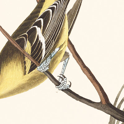 Arkansaw-Zeisig, Birkenzeisig, Louisiana-Tanagar, Townsendammer, Braunbrustfink von John James Audubon, 1827