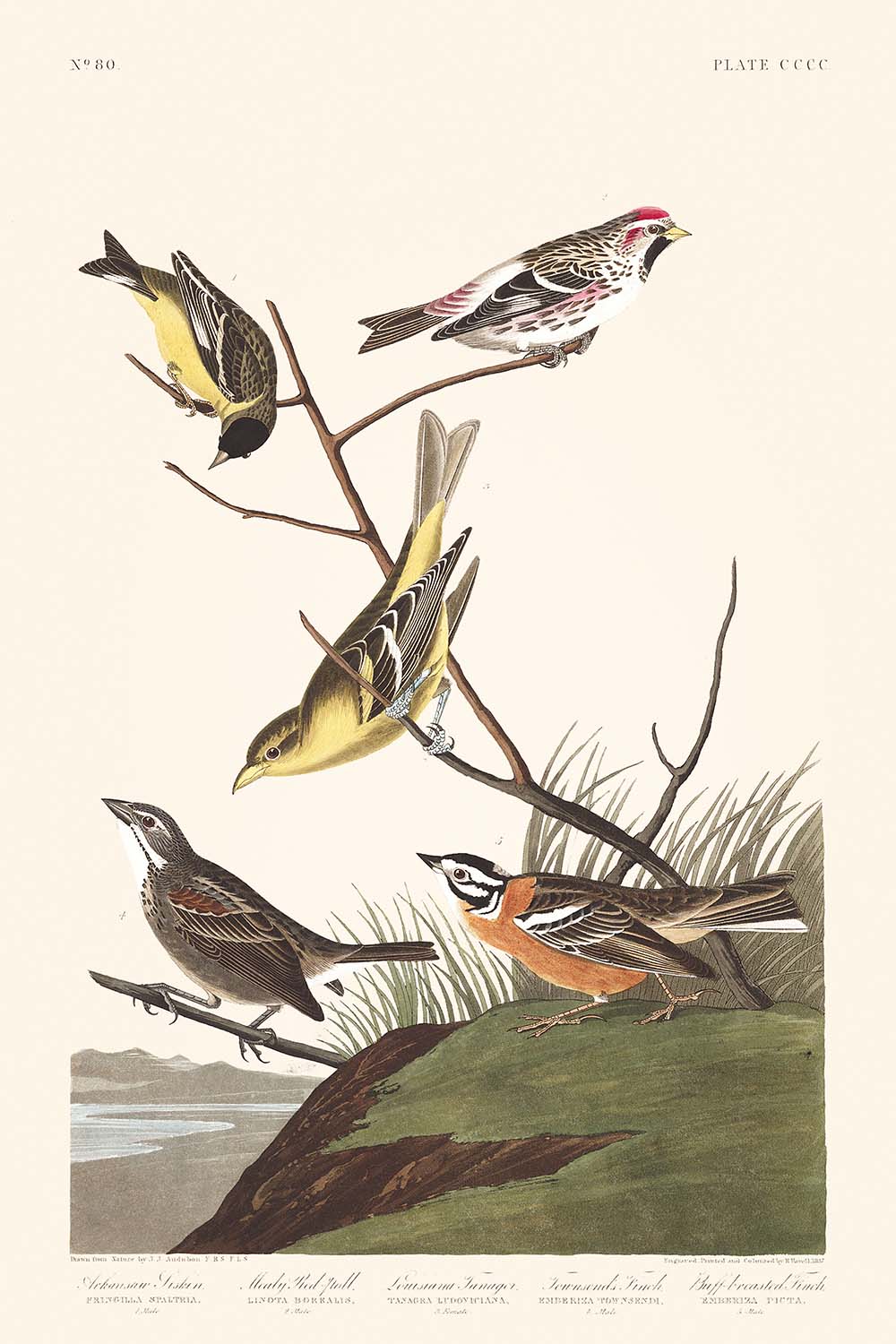 Tarin d'Arkansaw, Pollinisateur farineux, Tangara de Louisiane, Bruant de Townsend, Pinson à poitrine chamois par John James Audubon, 1827