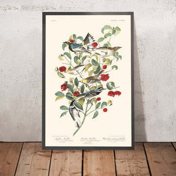 Il Warbler di Audubon, il Warbler eremita e il Warbler grigio con gola nera di Audubon, 1827 