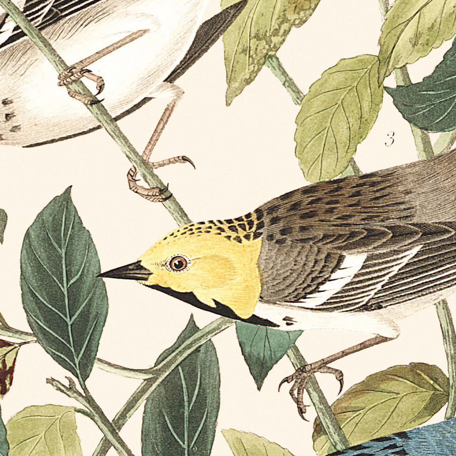 Il Warbler di Audubon, il Warbler eremita e il Warbler grigio con gola nera di Audubon, 1827 