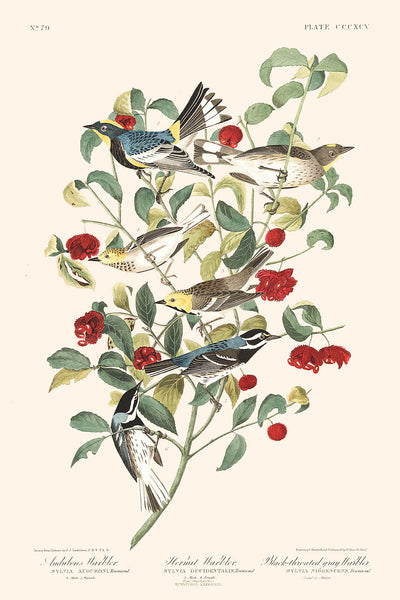 Audubon's Warbler, Hermit Warbler & Black-throated Gray Warbler by Audubon, 1827