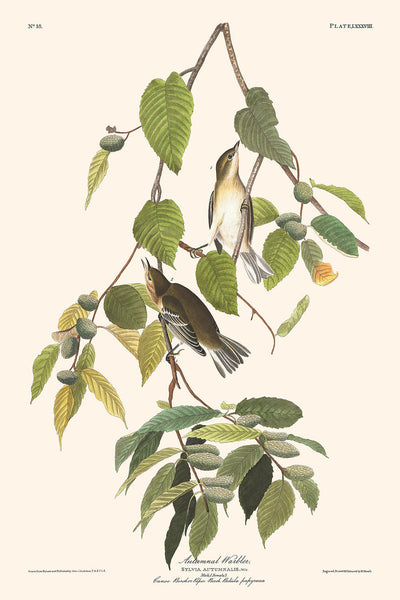 Curruca otoñal, de John James Audubon, 1827