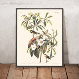 Il Warbler di Bachman di John James Audubon, 1827 