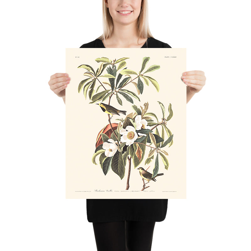 Il Warbler di Bachman di John James Audubon, 1827 