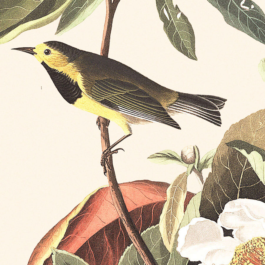 Il Warbler di Bachman di John James Audubon, 1827 
