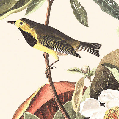 Bachmans Waldsänger von John James Audubon, 1827