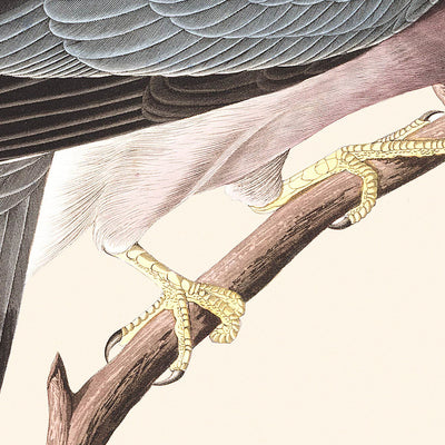 Band-tailed Pigeon by John James Audubon, 1827