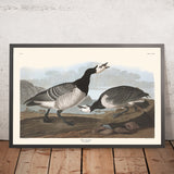 Bernikla von John James Audubon, 1827 