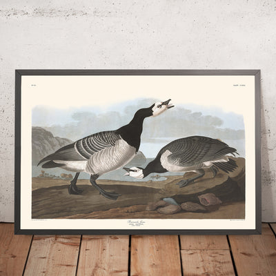 Barnacle Goose by John James Audubon, 1827