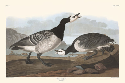 Bernache nonnette de John James Audubon, 1827