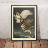 Barn Owl from 'Birds of America' by John James Audubon, 1827