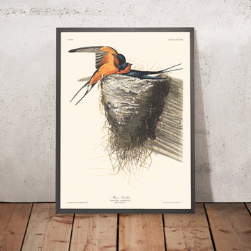 Rondine di Barn di John James Audubon, 1827 