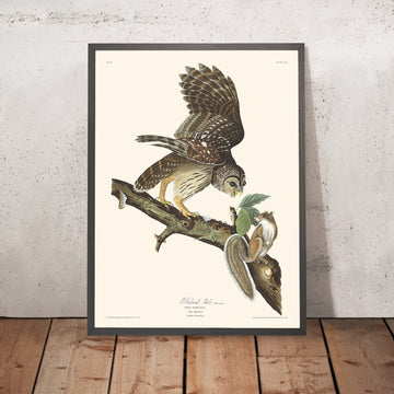 Gufo barrato di John James Audubon, 1827 