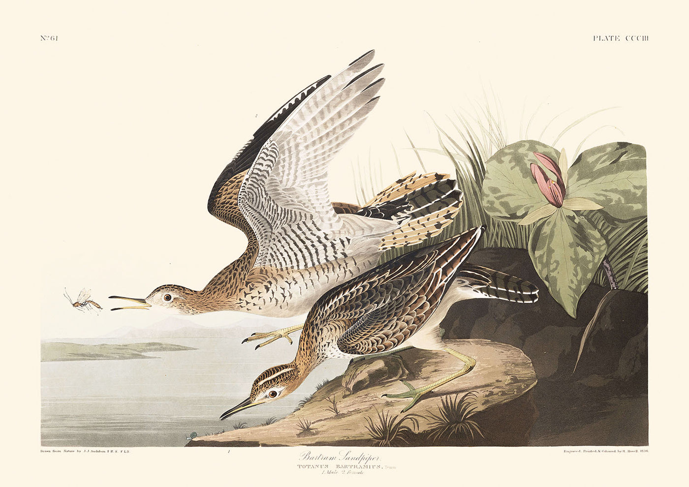 Bécasseau de Bartram par John James Audubon, 1827