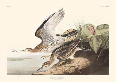 Bartram Sandpiper by John James Audubon, 1827