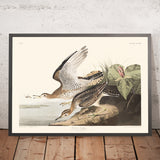 Bartram-Sandpiper von John James Audubon, 1827 