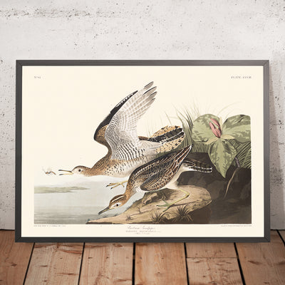 Bécasseau de Bartram par John James Audubon, 1827