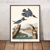 Martin Pescatore Cinturato di John James Audubon, 1827 