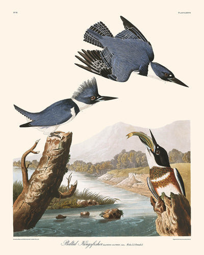 Gürtelfischer von John James Audubon, 1827